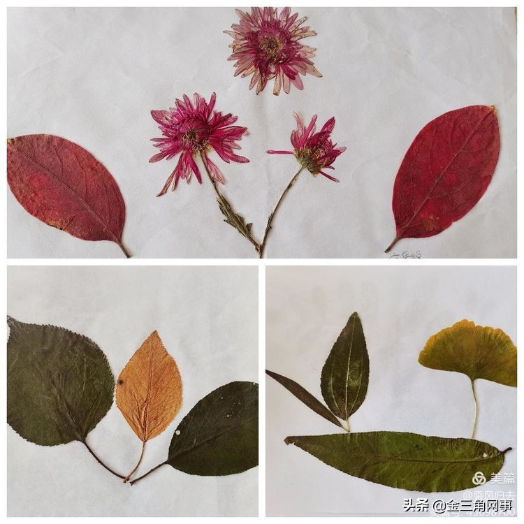 临猗庙上初中推进并践行植物标本课程