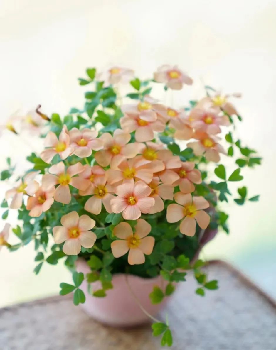 球根类花卉有哪些比较好养,有哪些好看的球根花卉盆栽