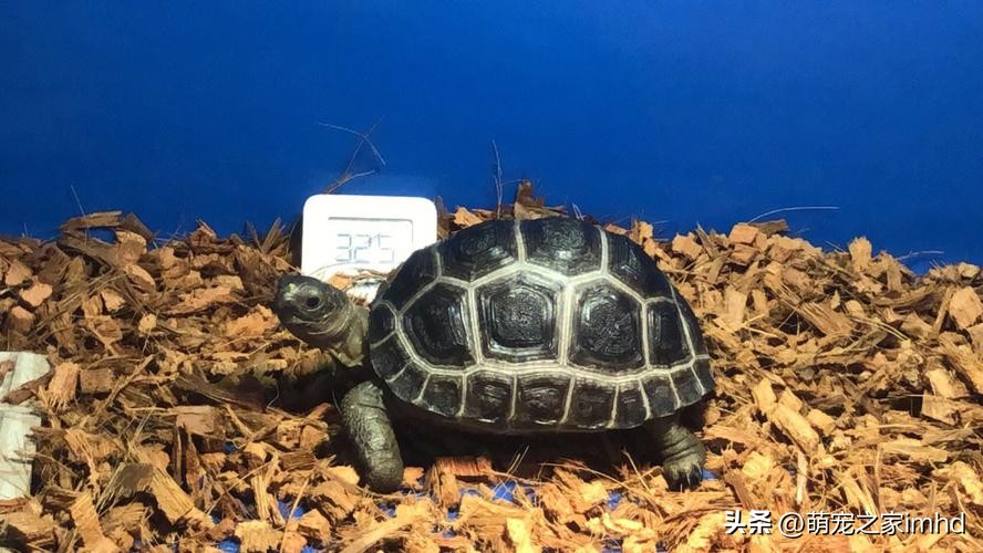 乌龟冬眠注意事项,乌龟养单还是双