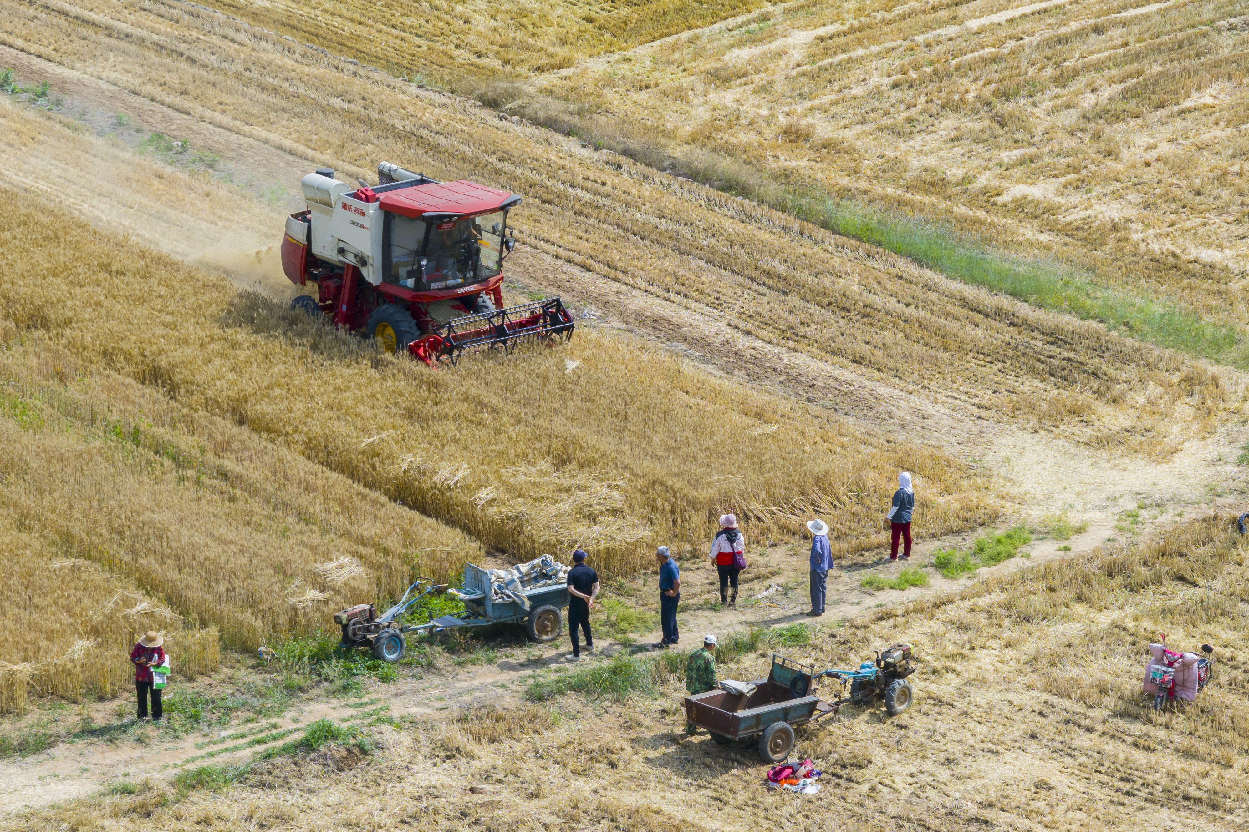 小麦丰收的画卷在错水河畔铺展，徐村麦浪滚滚，“丰”景如画