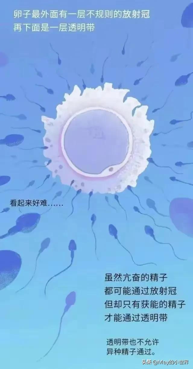 精子进入女性体内，会发生什么？