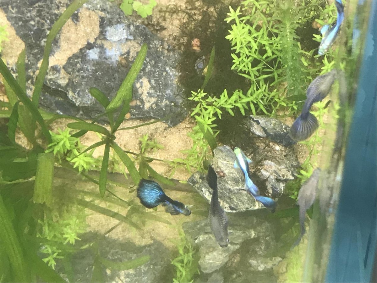 40缸古法生态缸养鱼密度,古法养鱼生态缸怎么种睡莲