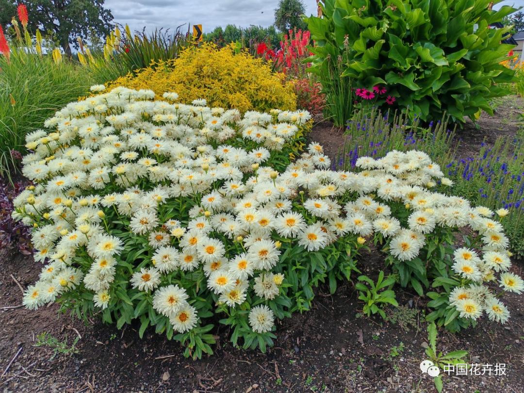 宿根花卉栽培,宿根花卉的栽培管理