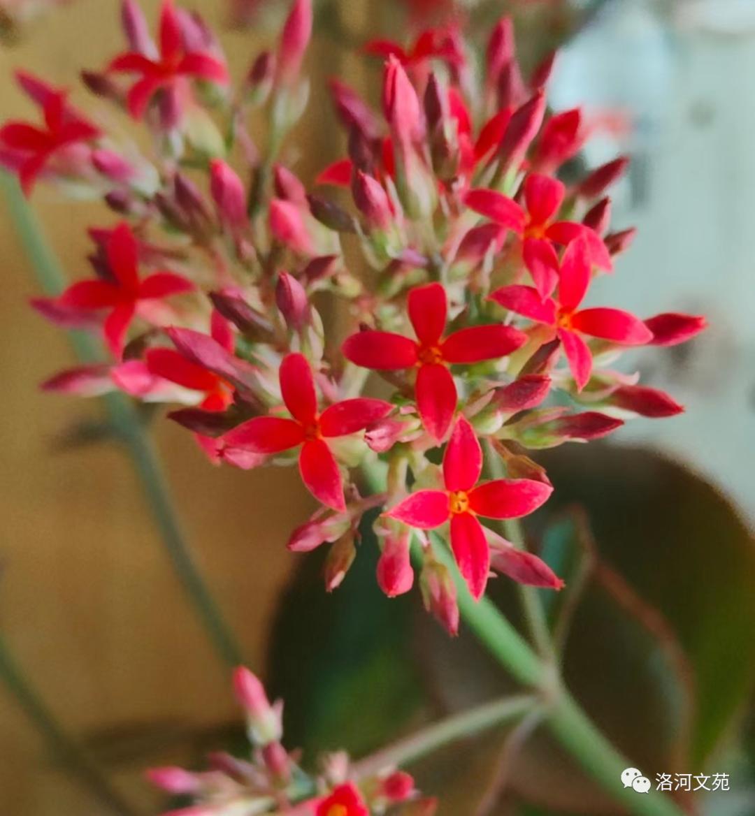 怒放的生命马云完整版,怒放的生命精彩音乐汇