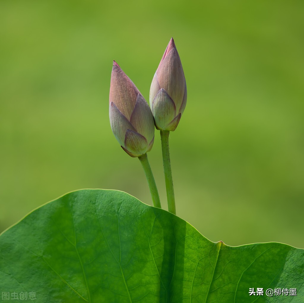 怎么拍出水墨意境摄影,怎样拍好荷花人像摄影