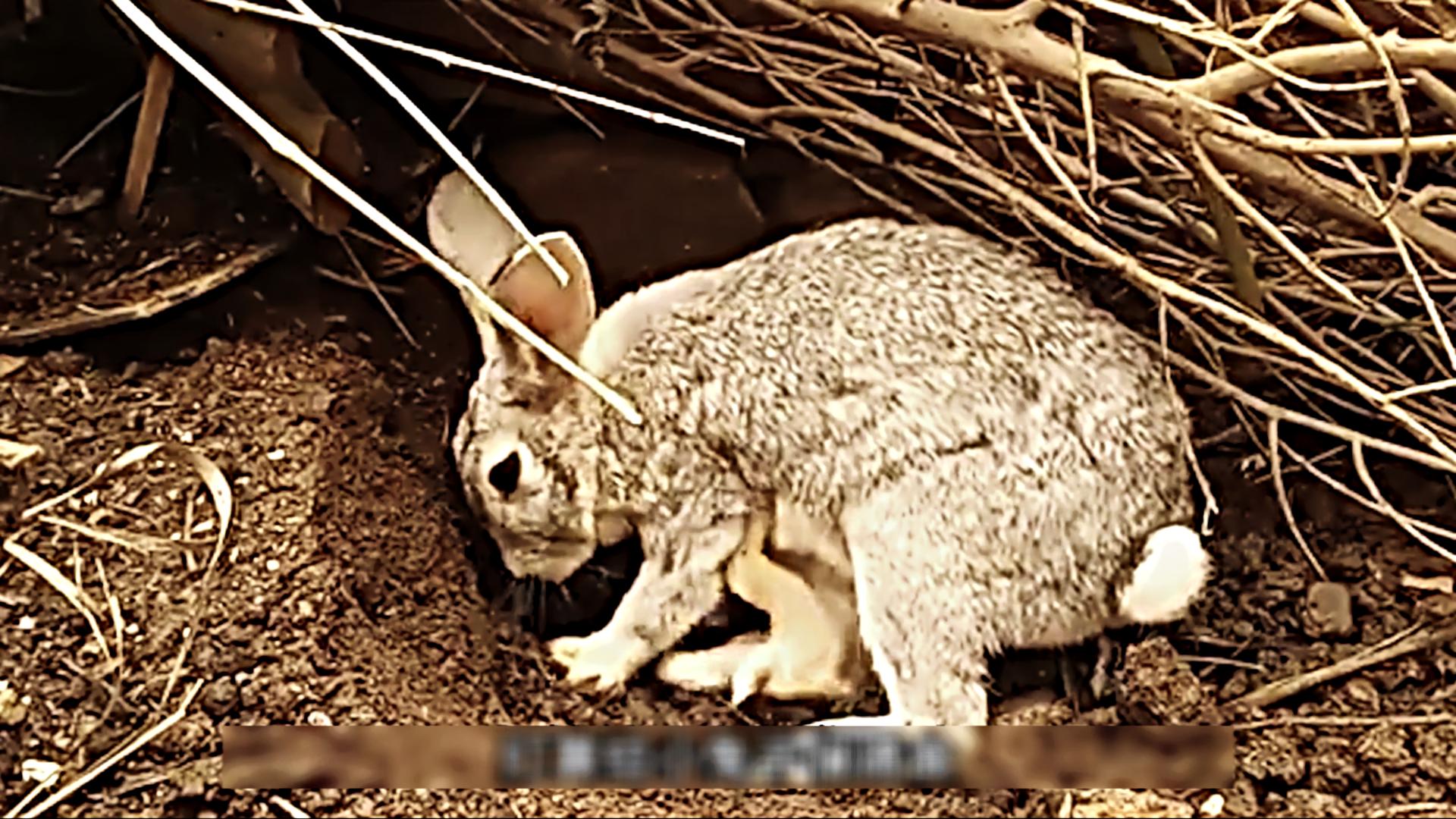 为什么国外野兔会成灾,国外野兔泛滥成灾后续