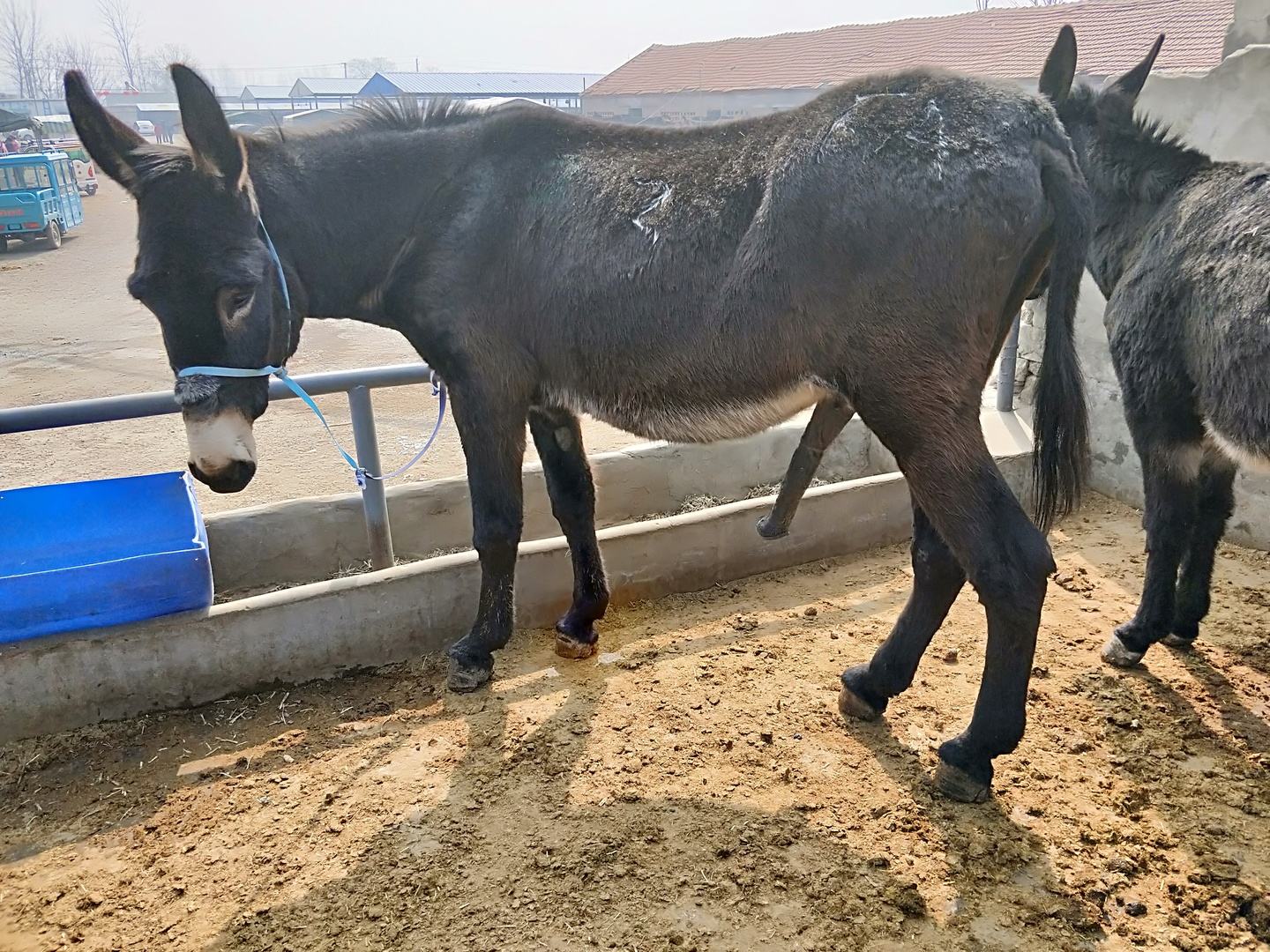 马真的比驴好吗,为什么马永远无法取代驴子的地位