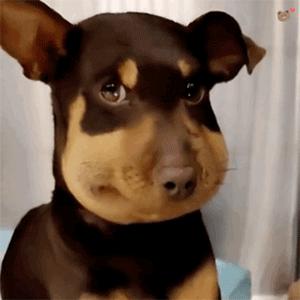 蜜蜂小狗搞笑视频,蜜蜂小狗搞笑剪辑视频