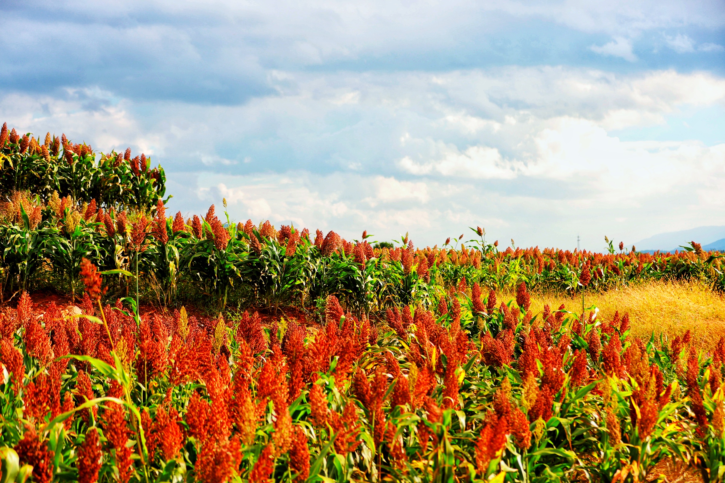 曲靖麒麟水乡的红高粱,麒麟水乡红高粱照片