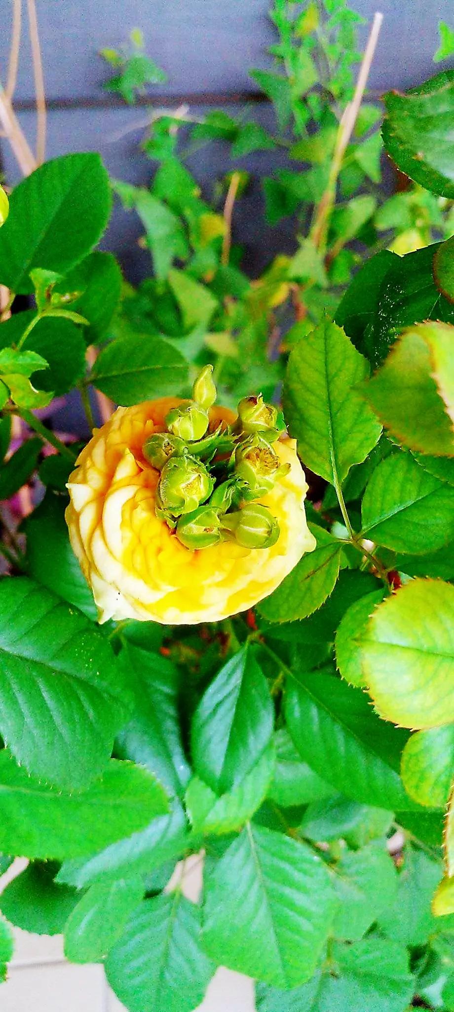 欣赏五颜六色的鲜花,五颜六色的鲜花太漂亮