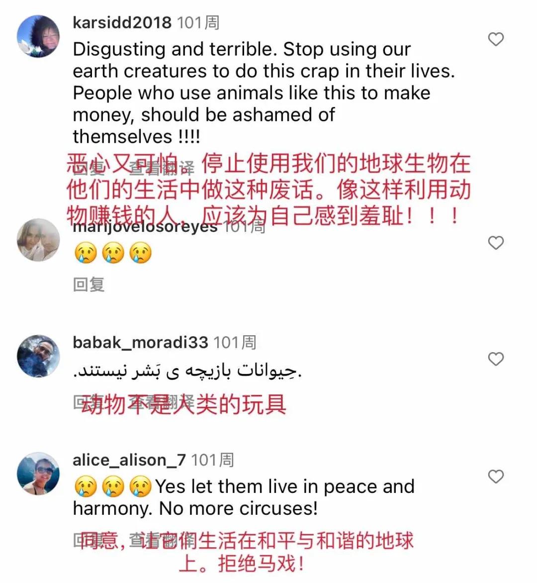 大象被铁链拴住,野象谷用针扎大象