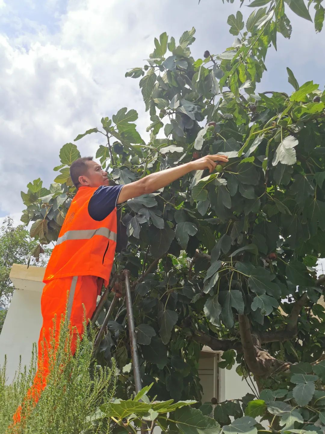 一棵无花果,守护一颗荔枝
