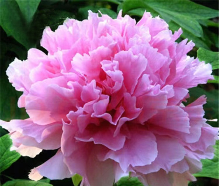 十二首牡丹诗词共赏国色天香,12首最经典的牡丹花诗词