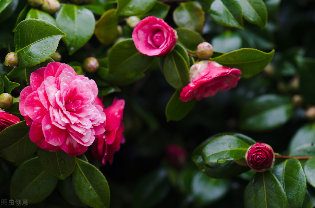农历十二月中各月的代表花,十二个时辰对应的花