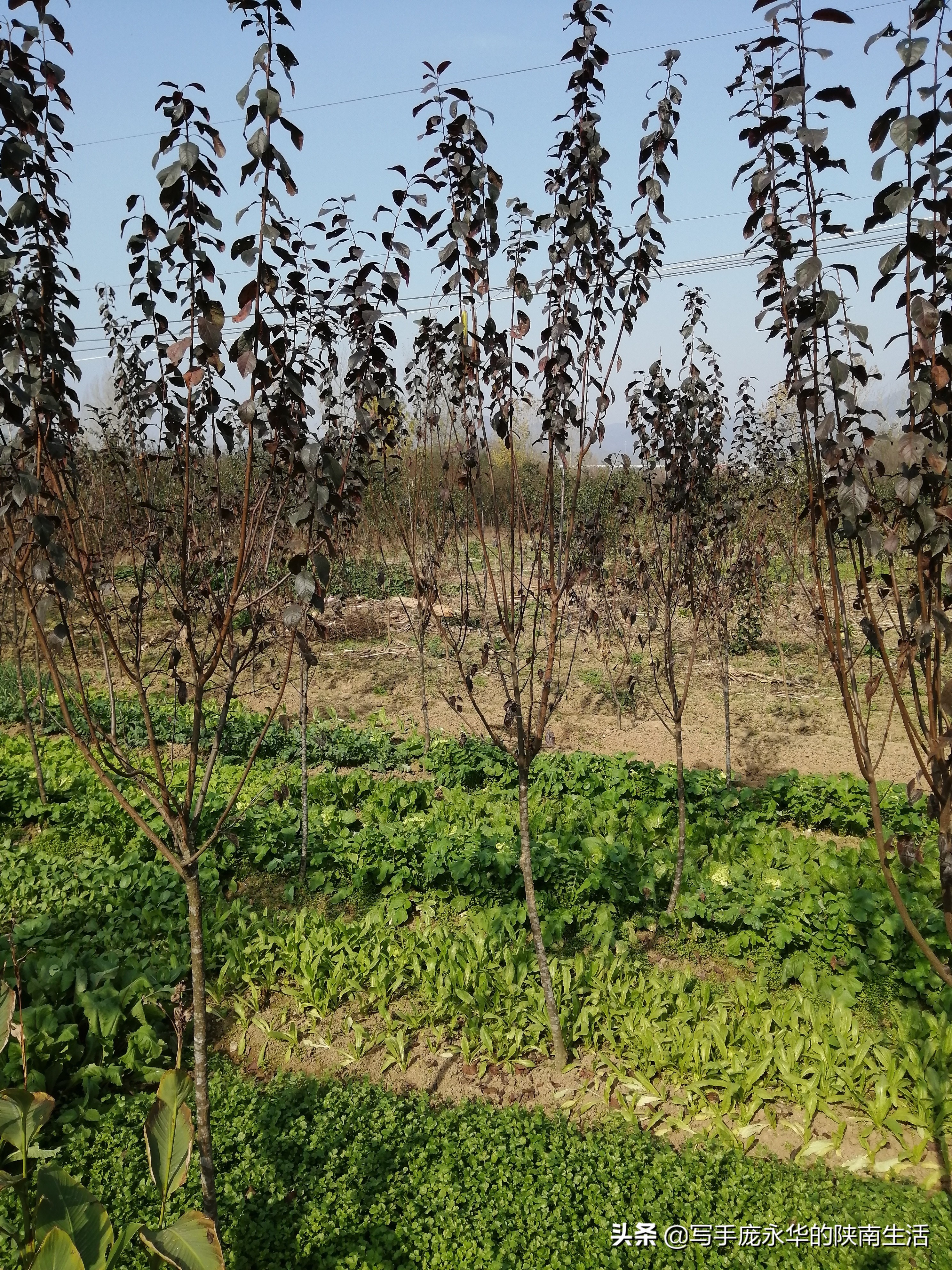 陕西陕南十大景点,陕南西乡旅游景点大全