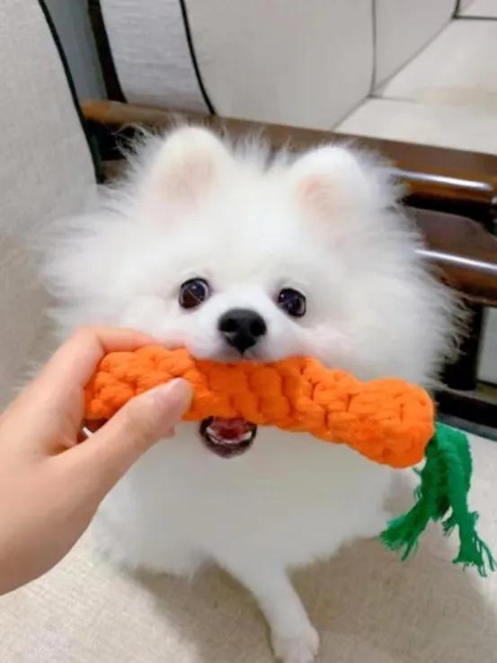 新手养狗入门必备攻略公狗,新手养狗攻略之狗狗耳螨