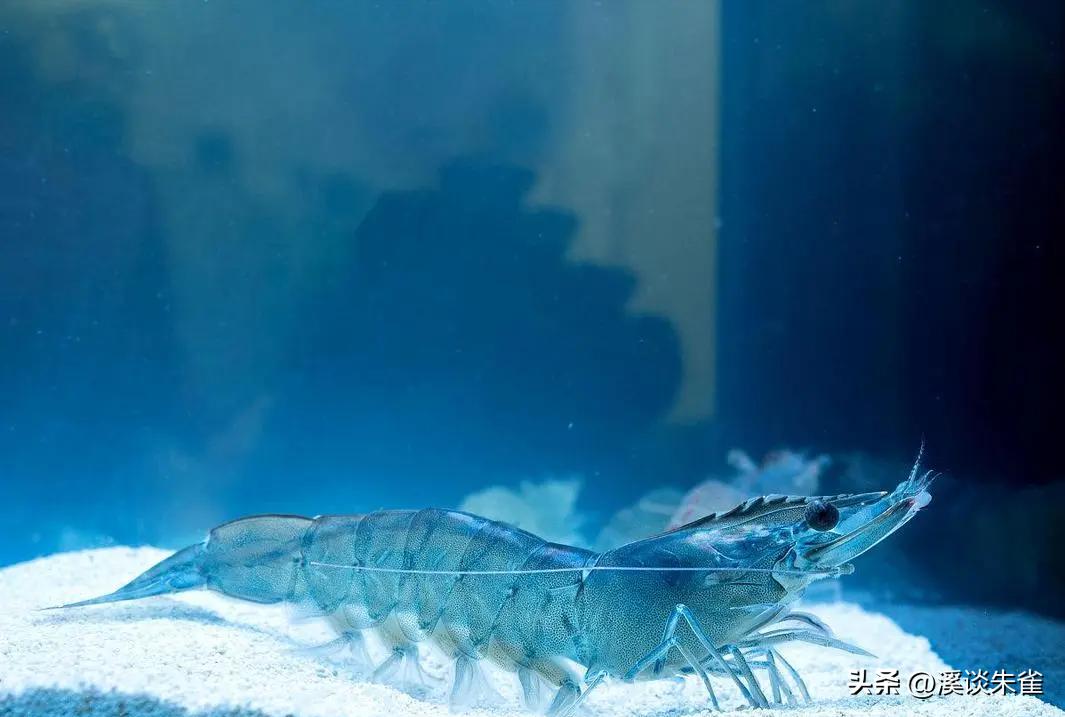 白斑病毒对对虾的影响,白对虾白斑病毒