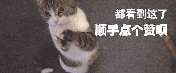 猫咪走丢了最快找回方法,猫咪走丢了怎么快速找回