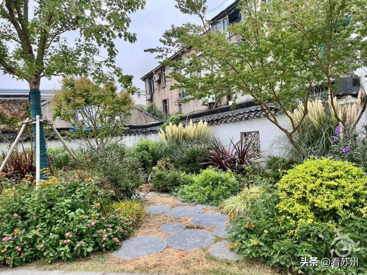 萌宠上阵！苏州五卅路这对文明搭档太“吸睛”