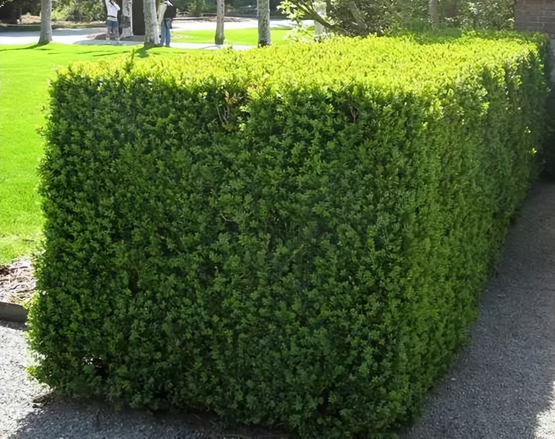 植物识别小口诀，总结的太全了！