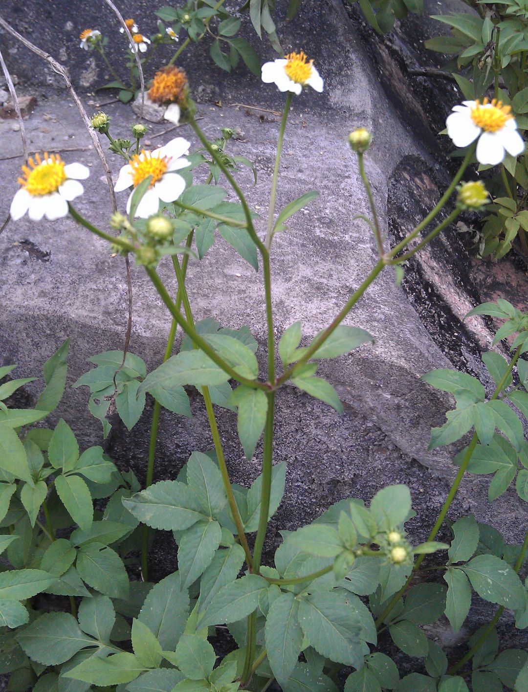 金盏银盘三叉苦功效与作用,金盏银盘是什么药