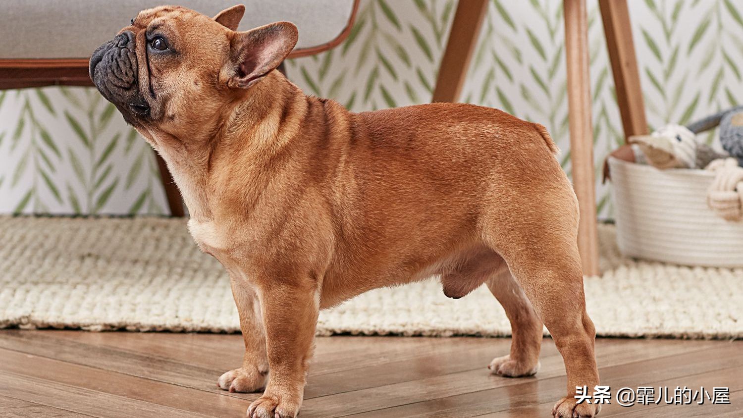 如何让你挑到称心如意的犬类宠物？一起来看看这份宝典指南吧