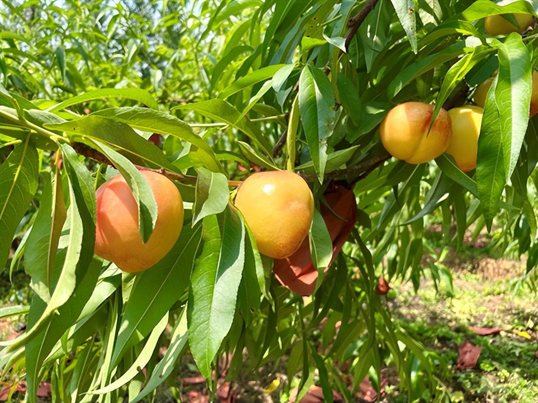 黄桃、蓝莓、西瓜……尧乡盛夏瓜果香，快来品尝夏天的味道！