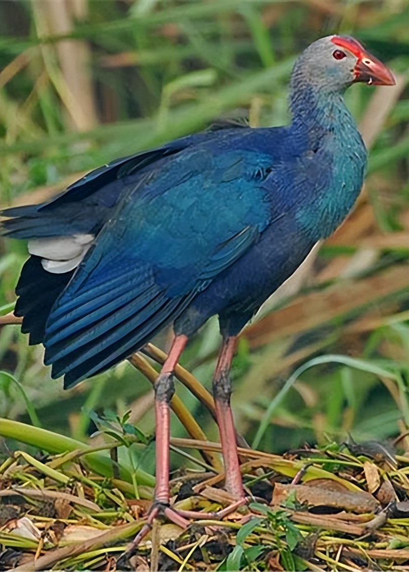 西昌市市鸟,西昌市鸟是哪种