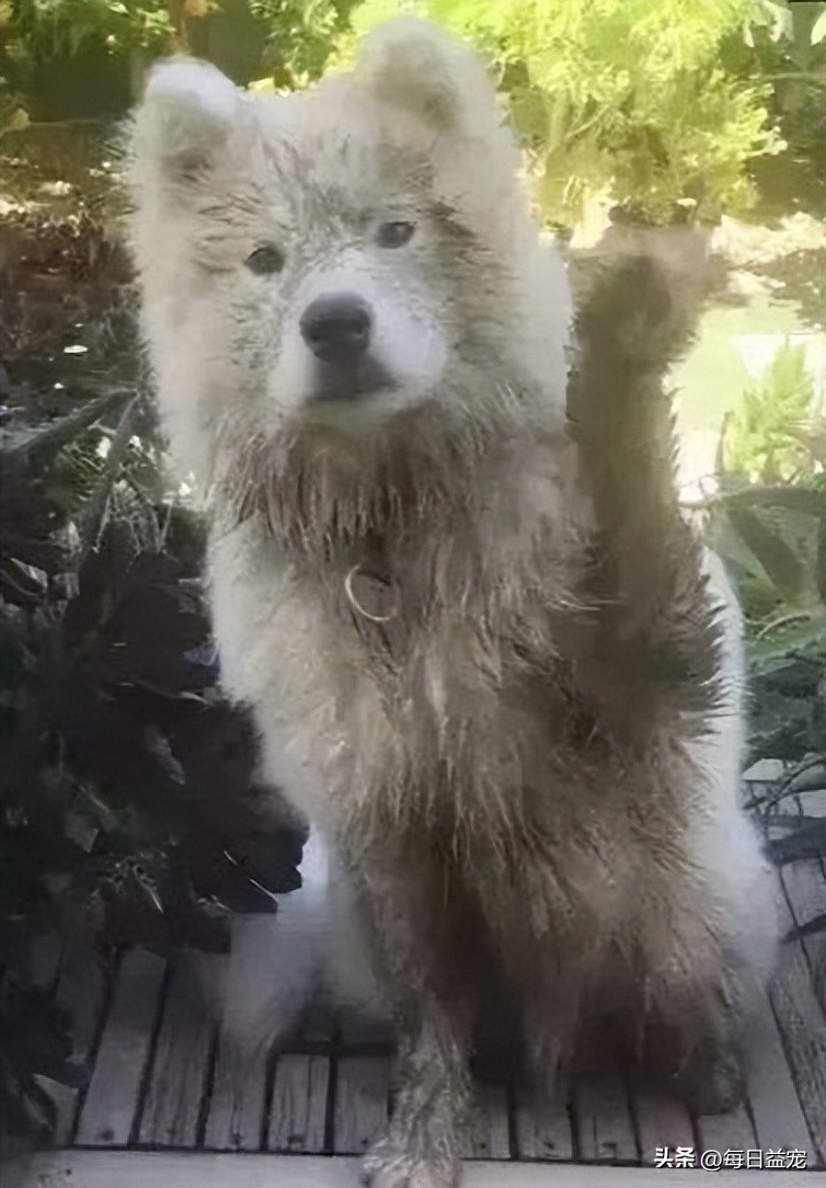 萨摩耶被这样对待，路人都看不下去了，这么好的狗可惜了