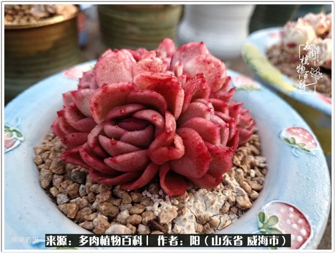 浜洪棿鐑熺伀鑷湁涓囧崈棰滆壊,浜洪棿鐑熺伀鐨嗘槸骞冲嚒棰滆壊