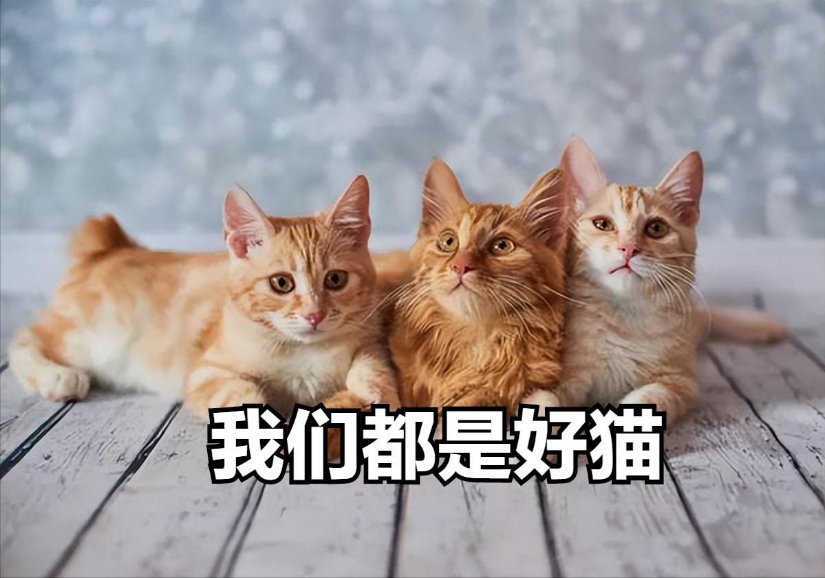 被养得好的猫咪会有哪些特征,有这几种行为的猫咪对你才是真爱