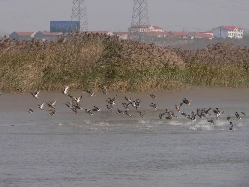 当河流遇到大海,海洋的神奇探险之旅
