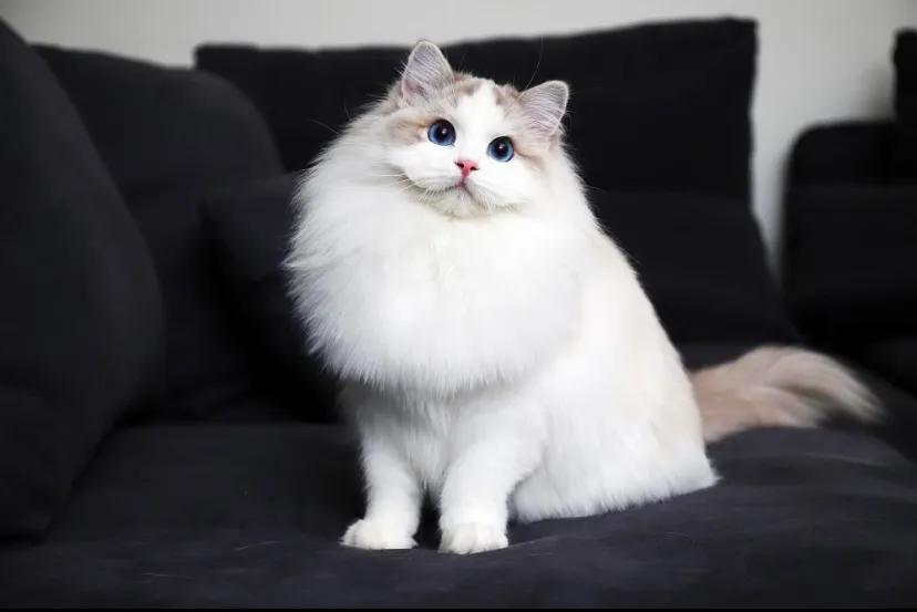 第一次养猫怎么选猫粮,第一次养猫适合养什么猫