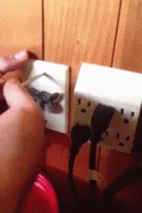 神回复：老鼠贴粘到的，吃了不会犯法吧？网友：自首，争取死缓