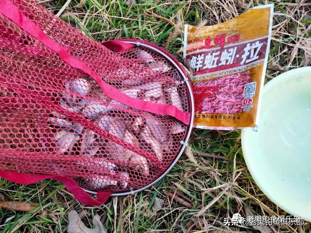 老鬼蚯蚓生鲜饵开饵方法,老鬼鲜蚯蚓拉饵100克