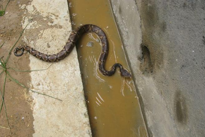 在野外遇到猛兽该怎么自救沙雕,教你在野外遇到鳄鱼怎么应对