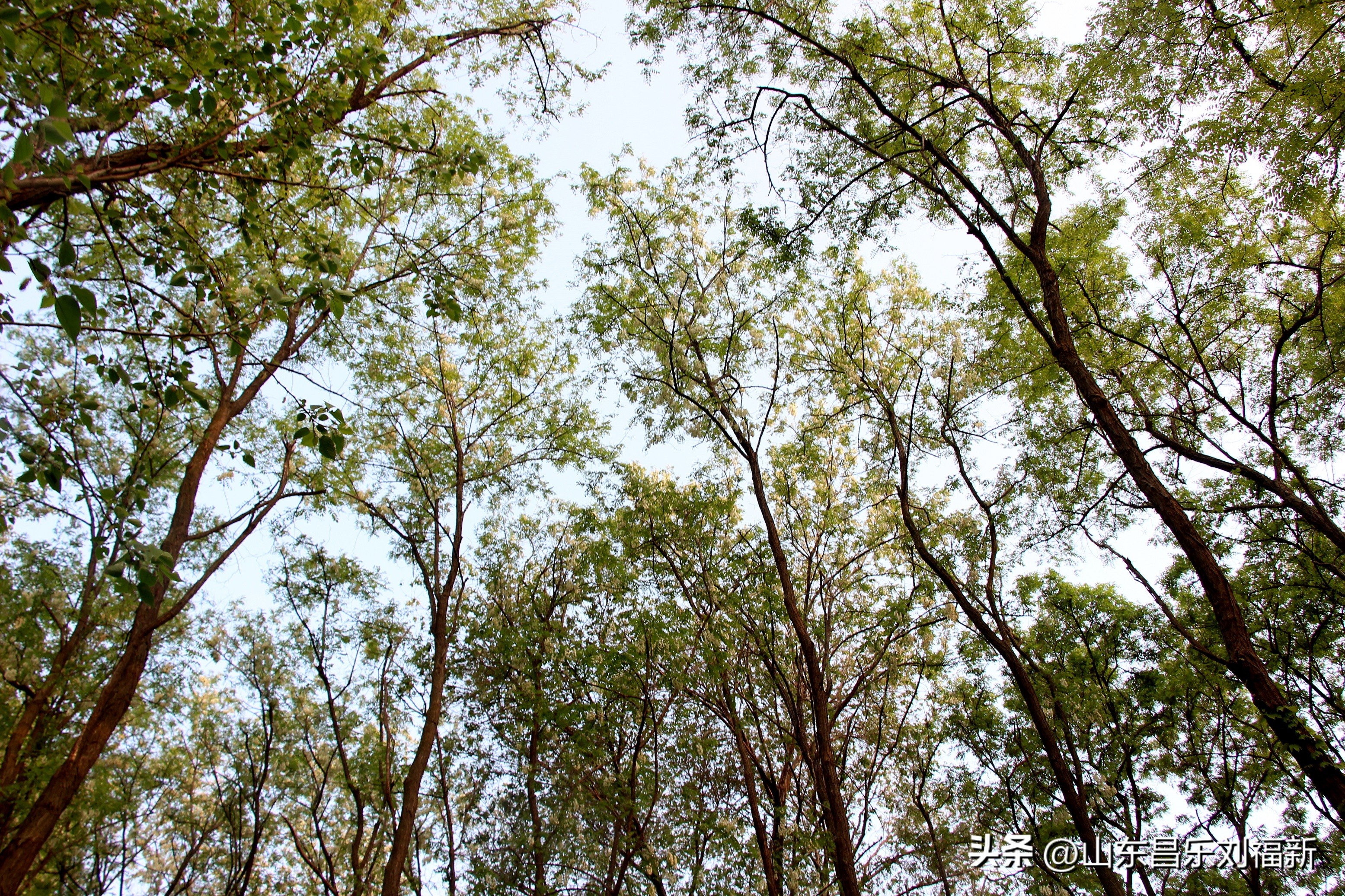 洋槐花·万马奔腾电器·鄌郚医院贴膏药