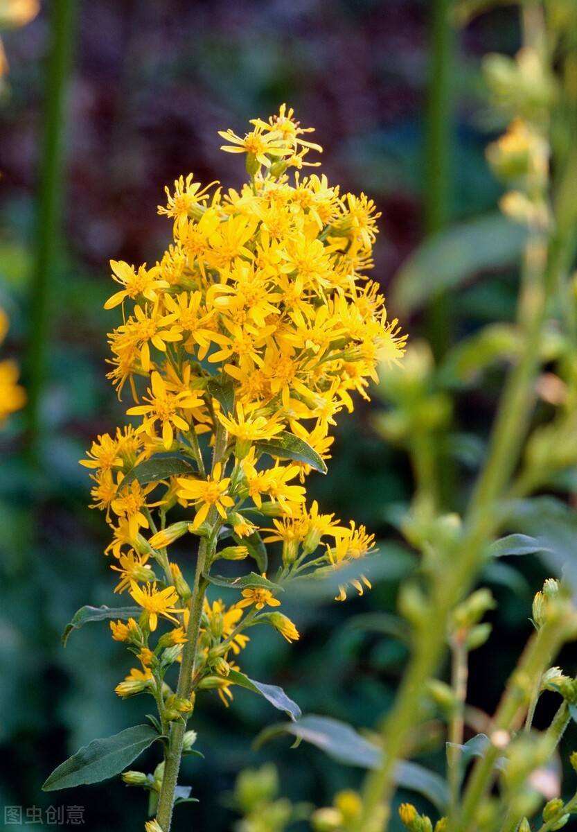 加拿大一枝黄花牛羊吃吗,加拿大一枝黄花给羊吃