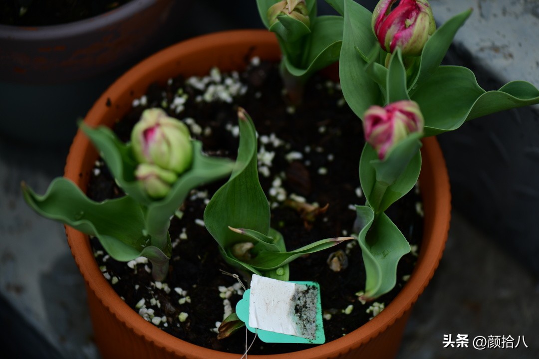 盘点今年河马花园里最美的几款郁金香|园丁