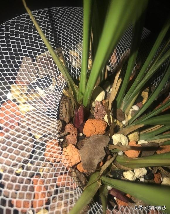 兰花淋雨叶片发黑怎么办,兰花淋雨可以代替浇水吗