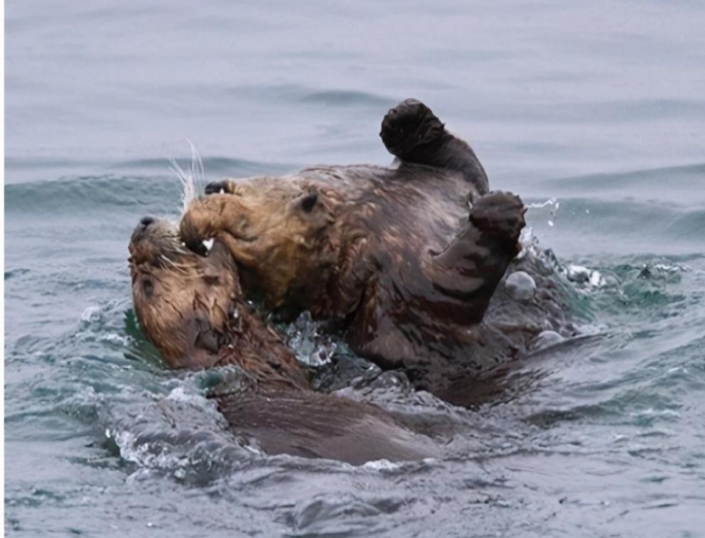 偷猎动物有多残忍,动物也会外遇
