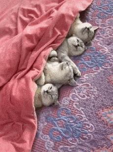 银渐层优势,银渐层战斗力为什么那么高