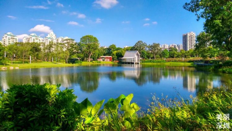 深圳公园的故事｜先锋实践，甜蜜家园——香蜜公园
