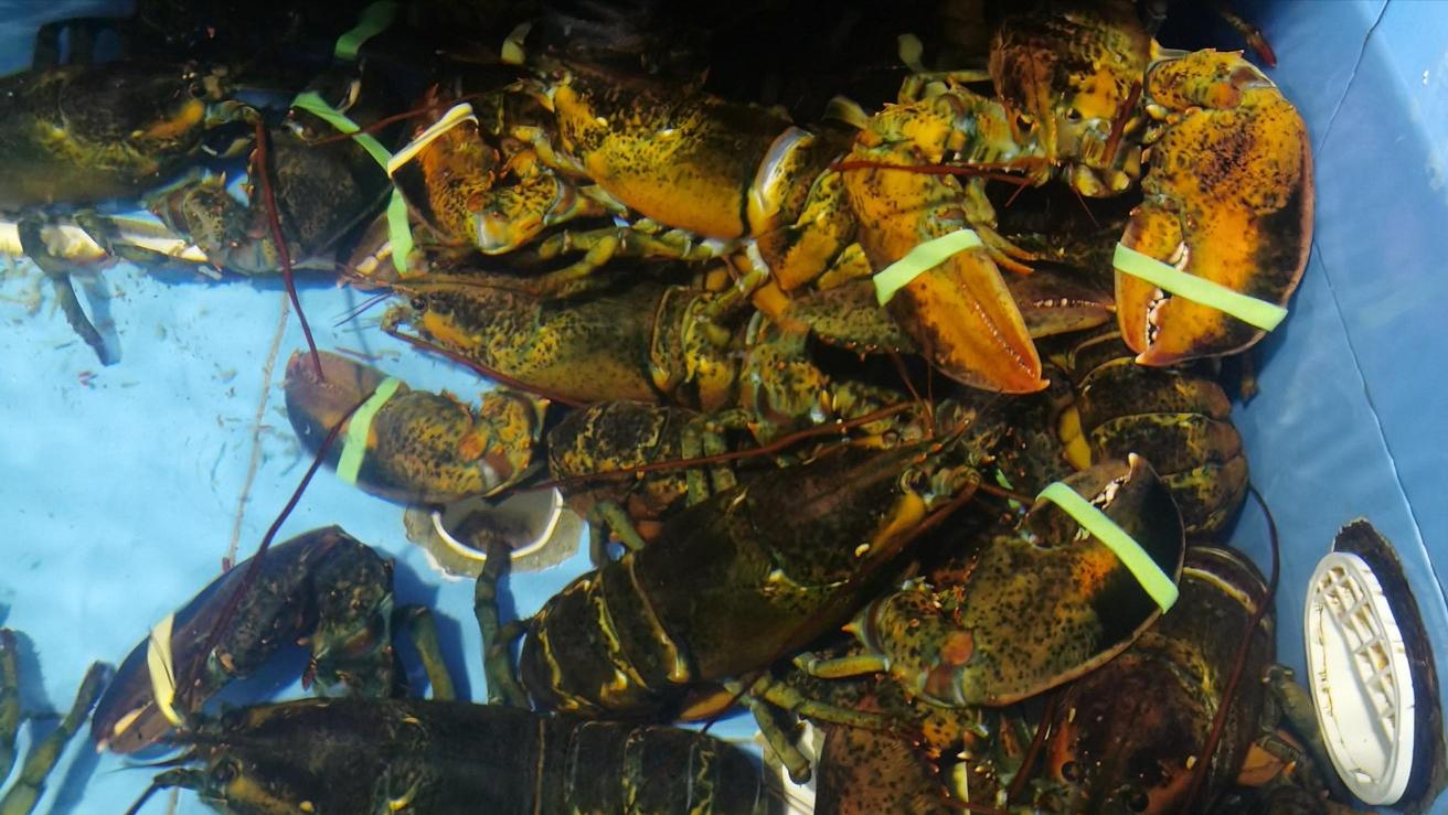 如何做好水产海鲜生意,海鲜店开店流程及费用