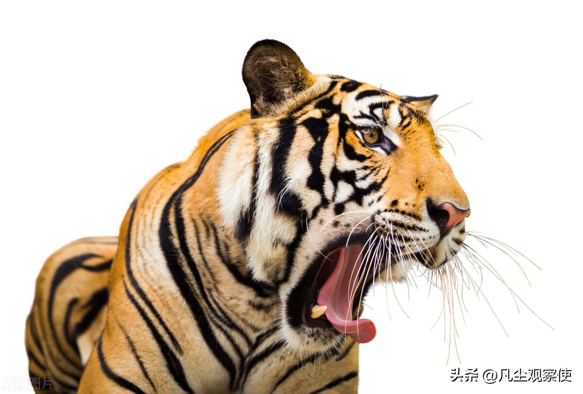 十二生肖挂件寅虎,十二生肖之寅虎