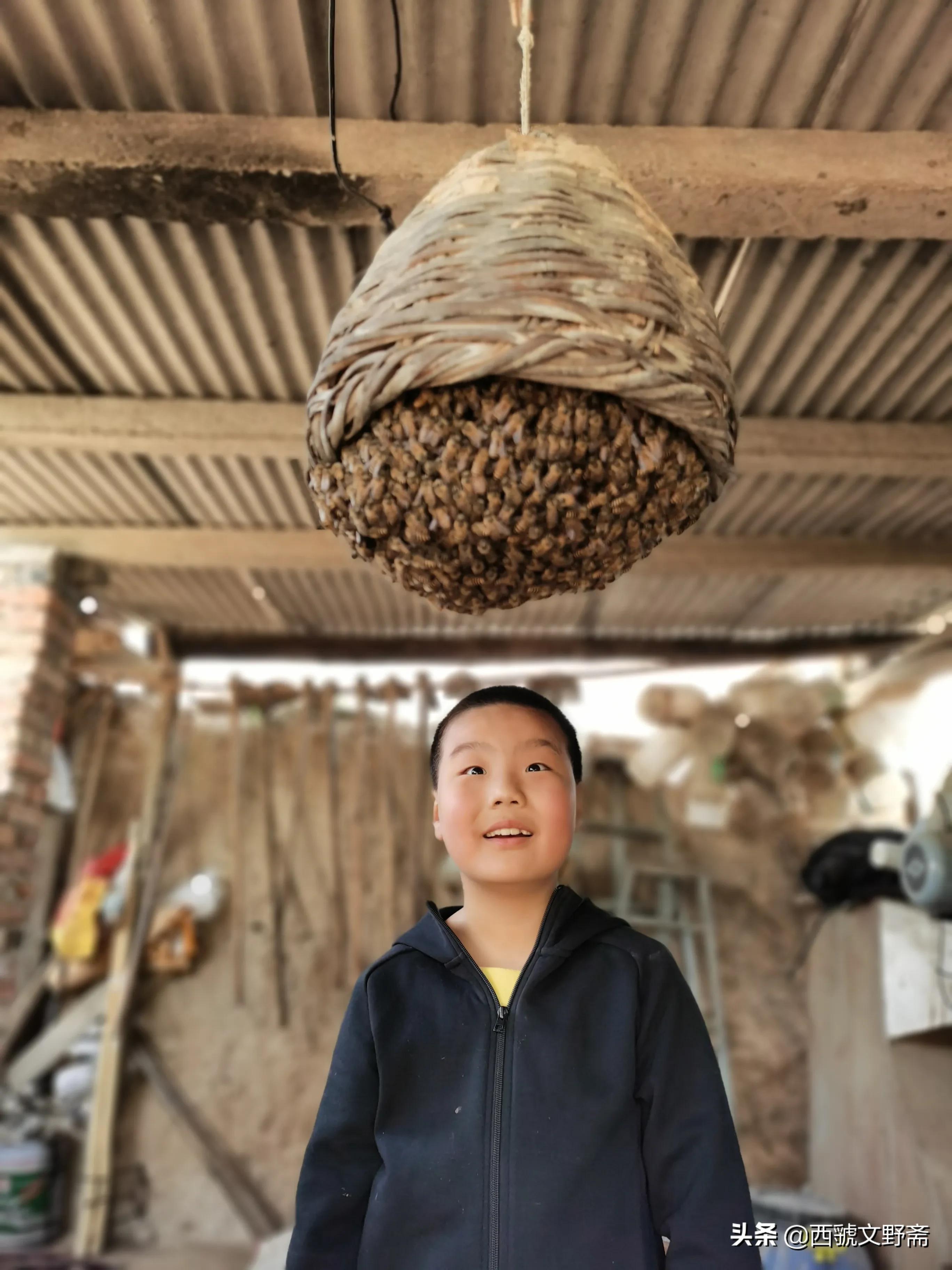 七律蜜蜂采花,咏蜜蜂七律