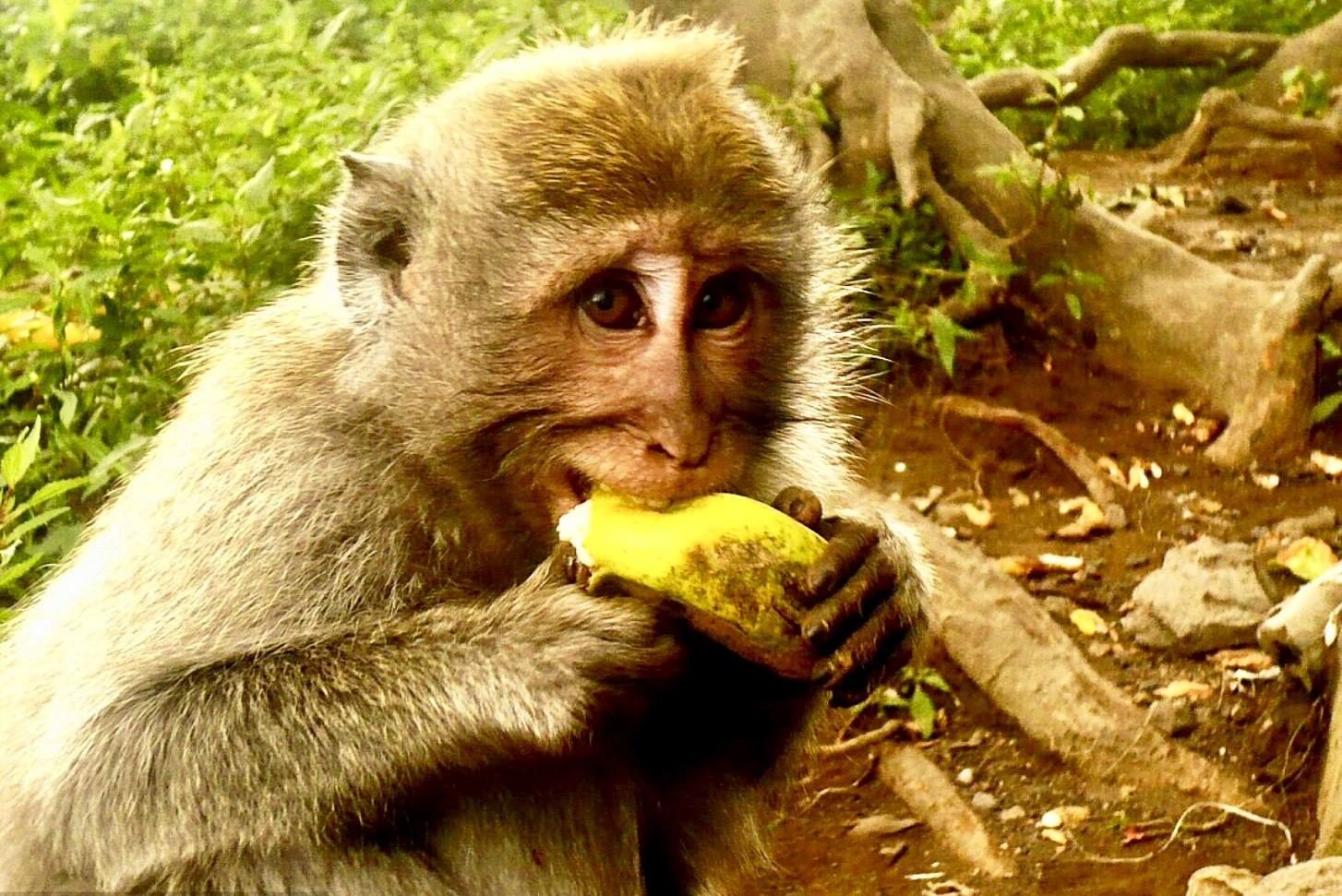 香蕉再过几年后会灭绝,香蕉濒临灭绝是因为什么