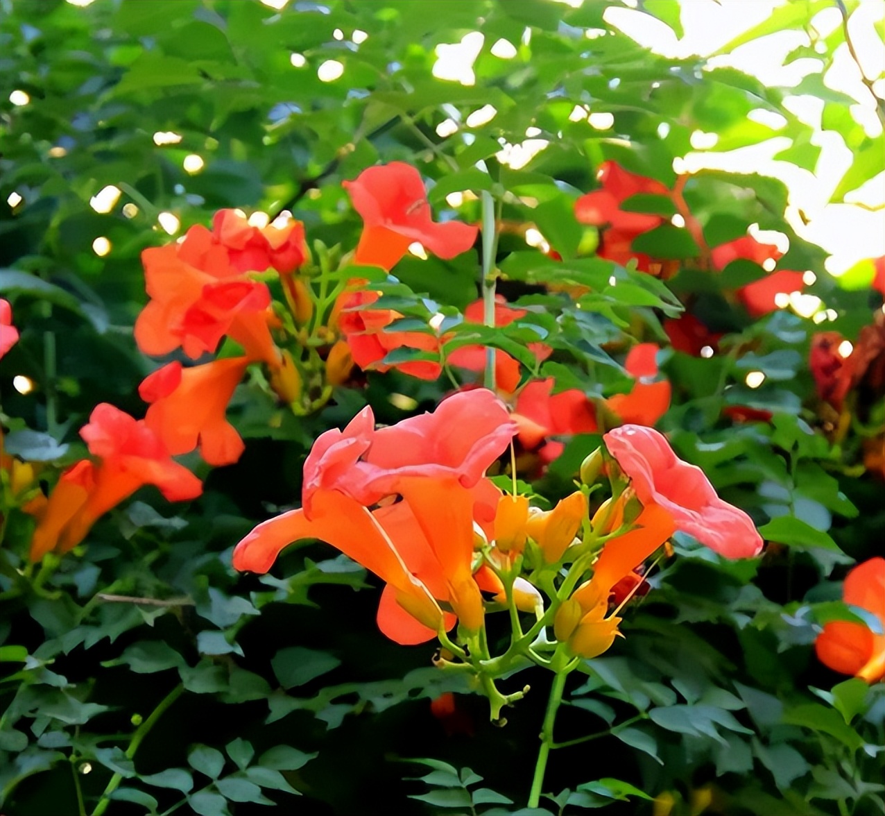 不想养的花太乱太杂哪些值得养,家中千万别养这8种毒花