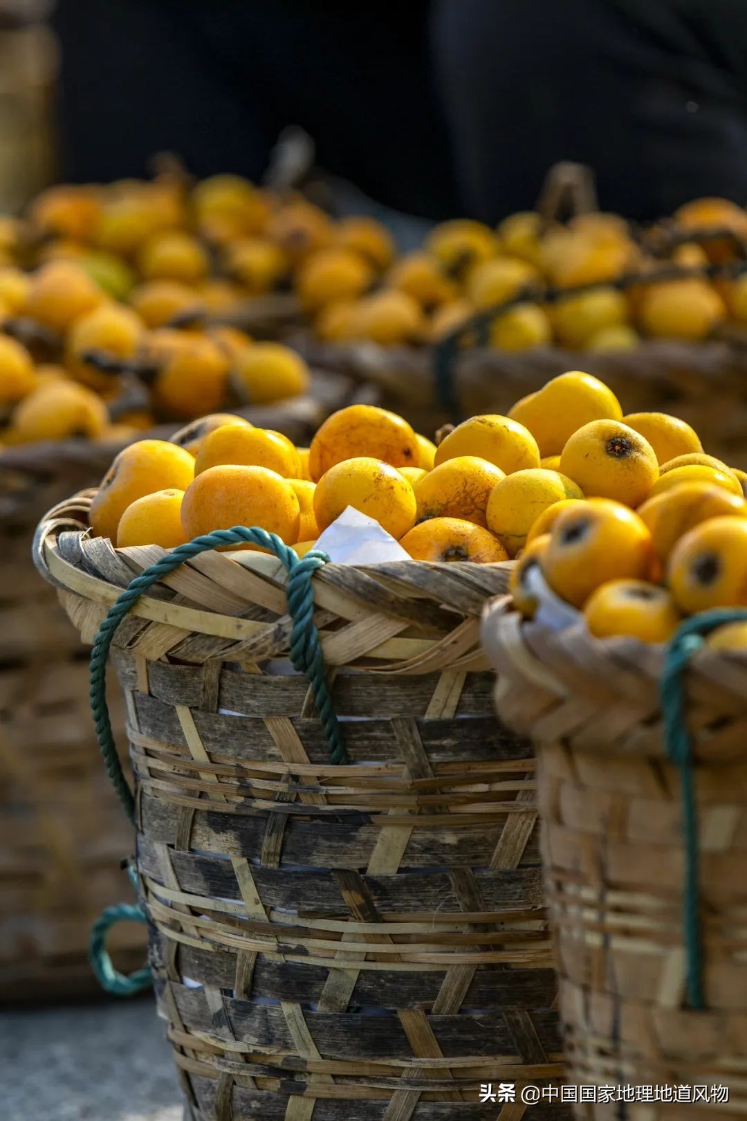 北方人认识枇杷吗,南方人有多爱嗦粉