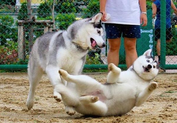 哈士奇西伯利亚雪橇犬,纯种西伯利亚雪橇犬哈士奇